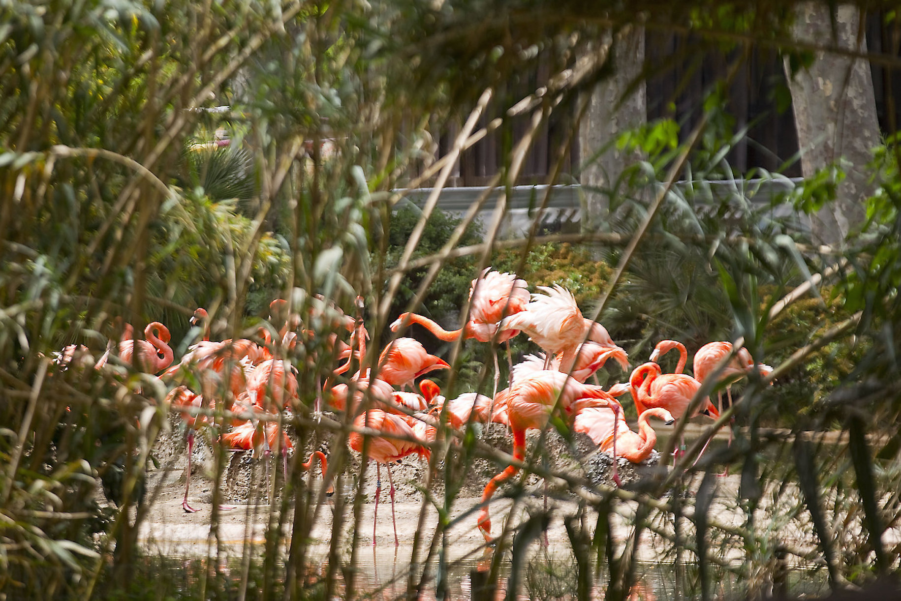 ZOO DE BARCELONA- ANIMALS COM TU- PRINT